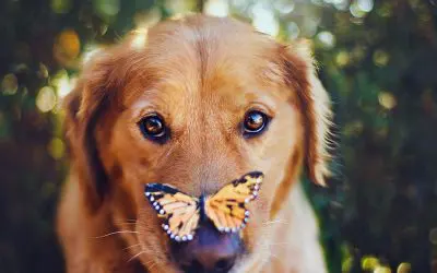 Wat als je hond geen manieren heeft?