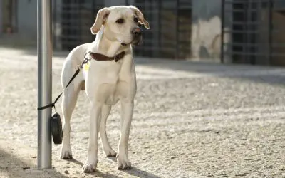 Een hond is voor het leven, of toch niet?