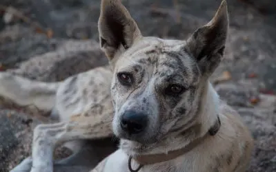 De honden van Bali