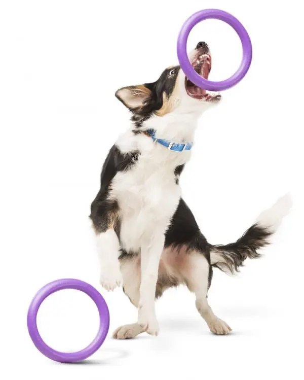 Puller dog training tool met hond - Kwispeltherapie